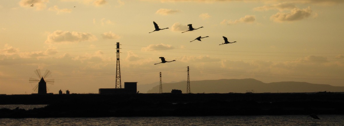 Aironi in volo sulle saline di Trapani